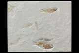 Five Cretaceous Fossil Fish & Shrimp - Hakel, Lebanon #70440-1